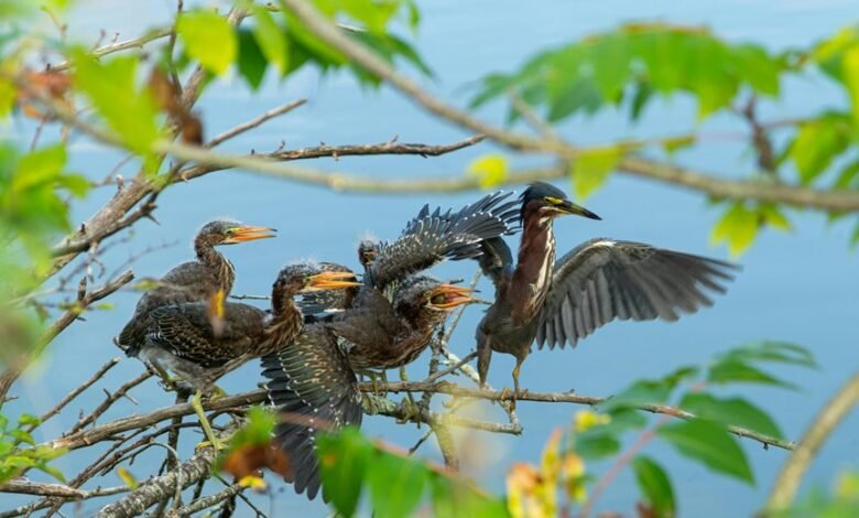 analyzing calling schedule irregularities