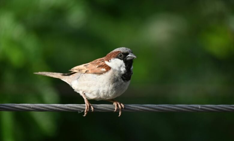 missed call pattern analysis